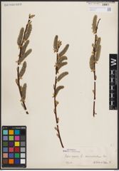 Foto von Salix caprea L.